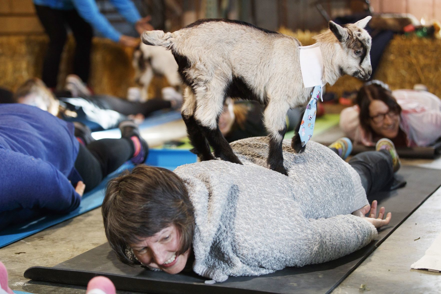 Goat Yoga